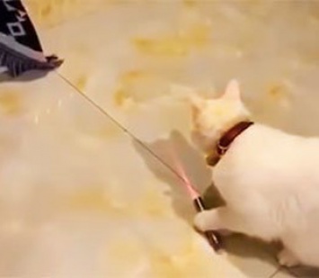 Видеохит: Кошки научились самостоятельно играть с лазерной указкой
