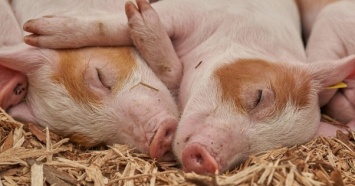 Импорт свинины в Украину упал на треть - эксперты