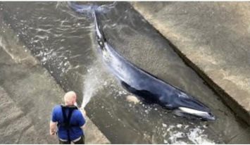 В Лондоне пытаются спасти заплывшего в Темзу китенка (ВИДЕО)