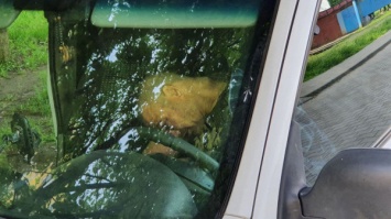 В Кривом Роге в припаркованном автомобиле обнаружили труп мужчины (фото 18+)