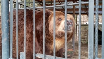 В реабилитационном центре «Синевир» умер косовский медведь Юра