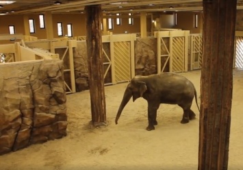 С бассейном и водопадом: в зоопарке показали новые "апартаменты " слонов