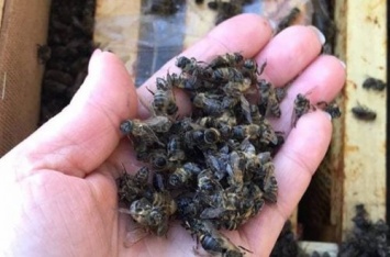 На Закарпатье миллионы пчел не пережили пересылку Укрпочтой