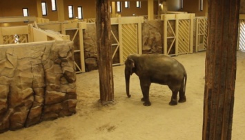 В новом зоопарке Харькова слонам отдали комплекс с бассейном и водопадом