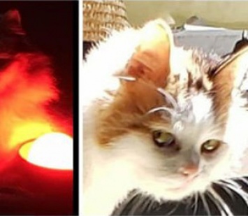 Кошка из Украины с "человеческим лицом" стала интернет-мемом