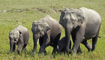 В Индии погибли почти два десятка слонов