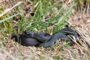 В Запорожье доставили ребенка, которого укусила ядовитая змея: подробности