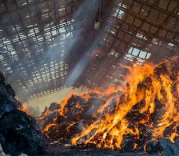 В России школьницы сожгли ферму на съемках видео для TikTok