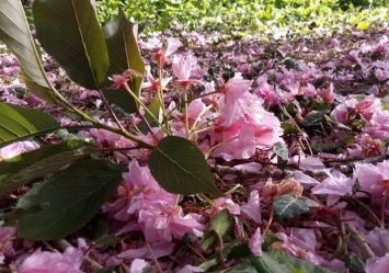 Обнаглели: в Одесском ботаническом саду вандалы вытоптали и поломали цветы