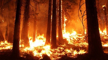 В Украине высший уровень пожарной опасности: спасатели призывают не разводить костры