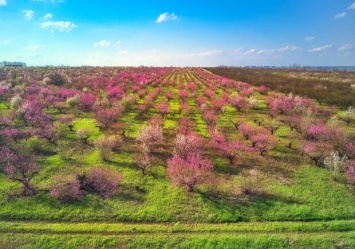 Удивительное зрелище: под Одессой цветут персиковые сады