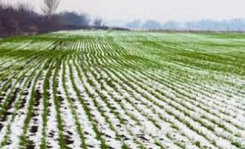 Резкие перепады температур и влажный грунт привели к разрывам корневой системы: каким будет урожай на Днепропетровщине