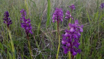 На Кинбурнской косе расцвело самое большое в Европе поле диких орхидей