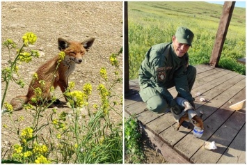 В Крыму спасли лисенка: три трогательных фото