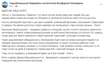 В Чернобыльском заповеднике рассказали, что делают пчелы в зоне отчуждения