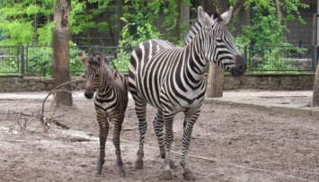 В Николаевском зоопарке родился детеныш зебры