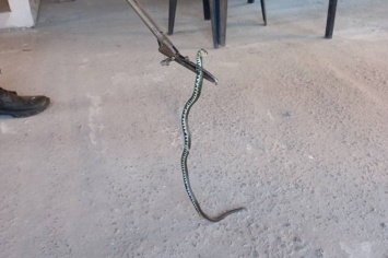 В Амур-Нижнеднепровском районе змея заползла в частный дом