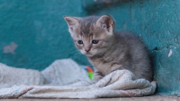 В Днепре спасают месячного котенка, которому сломали челюсть: нужна помощь