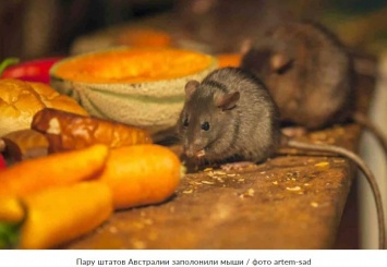 Миллионы мышей-каннибалов захватили два штата Австралии (ВИДЕО)