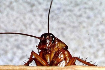 Проснулся от боли и щекотки: в Тернополе таракан заполз в ухо подростка
