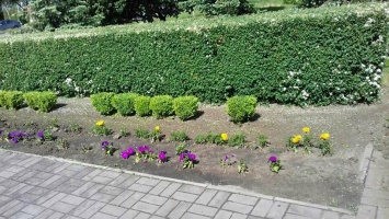 В Запорожье с клумбы возле памятника украли цветы и кусты