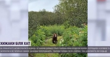 Медведи атакуют пасеки и коров на Прикарпатье (ФОТО, ВИДЕО)