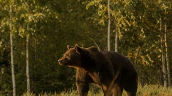 Под Ивано-Франковском медведь спустился с гор и задрал домашний скот