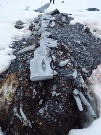 Украинские ученые исследуют кости гигантского кита, найденные возле станции в Антарктиде