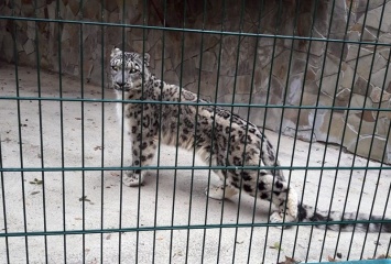 В Николаевском зоопарке - очередной именинник: снежный барс