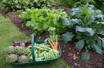 Налог на овощи со своего огорода: украинцам напомнили об обязательстве
