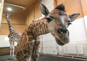Из Одесского зоопарка: в Харьков везут маленького жирафа