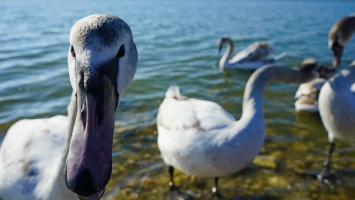 В Калмыкии обмеление озера грозит гибелью 26 видам птиц
