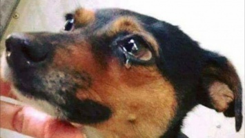 Харьковский «Центр обращения с животными» содержит в «карантине» днепровских собак