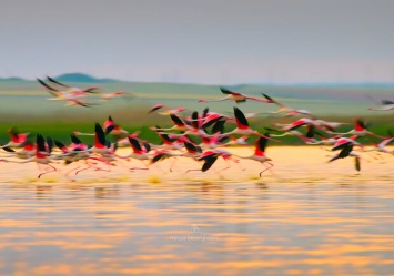 Невероятное зрелище: в Одесской области заметили больше сотни розовых фламинго