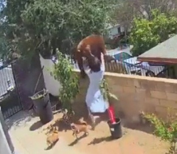 Женщина голыми руками сбросила с забора медведя, который пытался попасть в ее двор: момент попал на видео