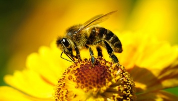 Ученые разработали противоядие для защиты пчел от химикатов