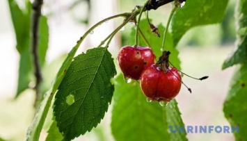 Ранней черешни в этом году не будет: Мелитополь теряет урожай из-за дождей