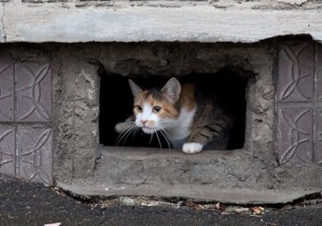 Замуровали, демоны: в Запорожье в нескольких домах замуровали кошек