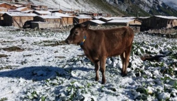 В Черноморском регионе Турции неожиданно выпал снег