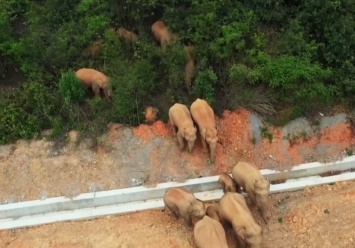 В Китае из заповедника сбежало стадо слонов. Они уничтожили имущество на миллион долларов