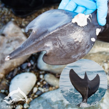 У берегов Крыма обнаружили дельфинов с хвостами-трезубцами