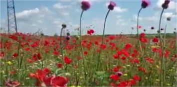 Красоту цветущей Херсонщины запечатлели в новом видео