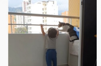 Ребенок вышел на балкон: вот как няня-кошка уберегла от опасности. ВИДЕО