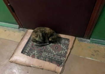 Бросили на улице: на Нивках кошка спит под дверью квартиры, где раньше жила с хозяйкой