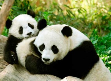 Еще один заповедник с гигантскими пандами открыли в Китае (ВИДЕО)