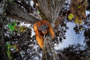 Орангутан в небе или над водой? Удивительные фото, победившие на конкурсе снимков дикой природы (ФОТО)