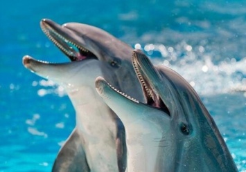 В одесском дельфинарии ребенка укусил дельфин: руководство обвинило родителей
