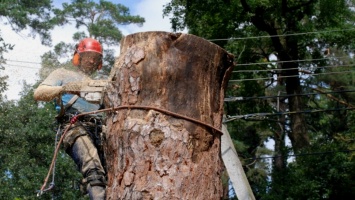 Как и где можно получить разрешение на снос сухостойных деревьев в Кривом Роге