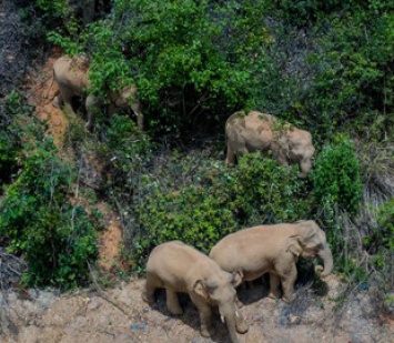Хроника путешествия слонов в китайской провинции Юньнань бьет рекорды по просмотрам в соцсетях