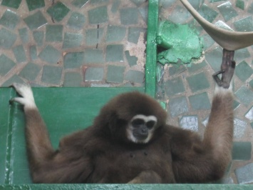 В Николаевский зоопарк приехала молоденькая самочка гиббона: тут ее ждет жених (ФОТО)